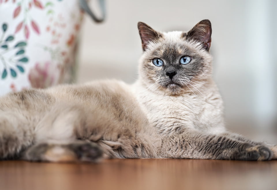 South Haven, MI Pet Wellness Exam