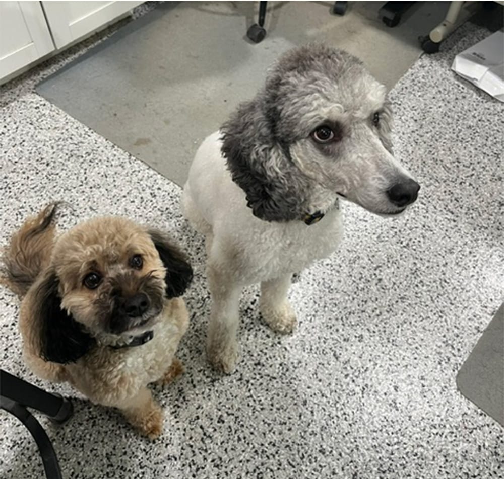  A small tan and black dog and a gray and white poodle standing together on a clinic floor