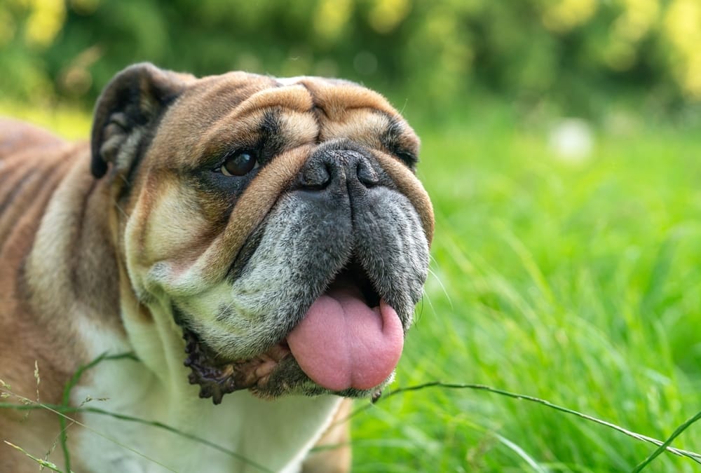 Bulldog wellness care, South Haven MI area English Bulldog panting outdoors, a pet benefiting from regular wellness exams near South Haven, MI