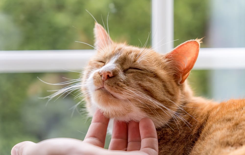 Cat care, South Haven MI veterinary clinic Orange tabby cat enjoying a chin scratch, reflecting relaxed care at our South Haven veterinary clinic