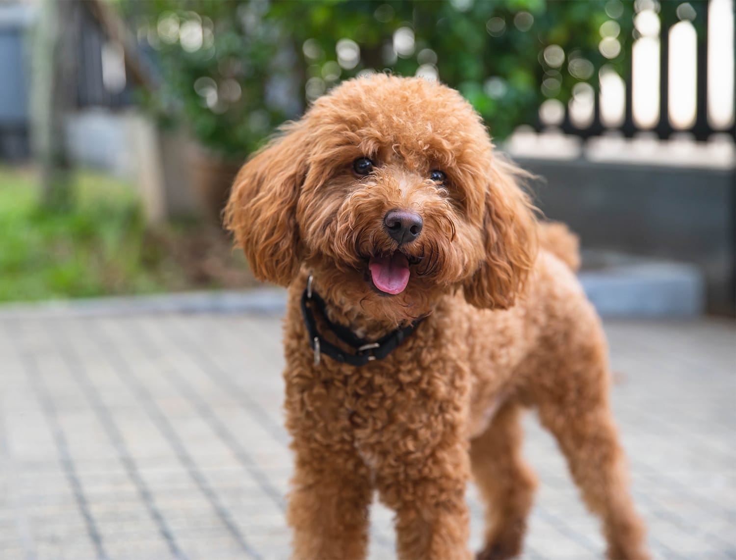 Apricot colored poodle standing outdoors with its tongue out