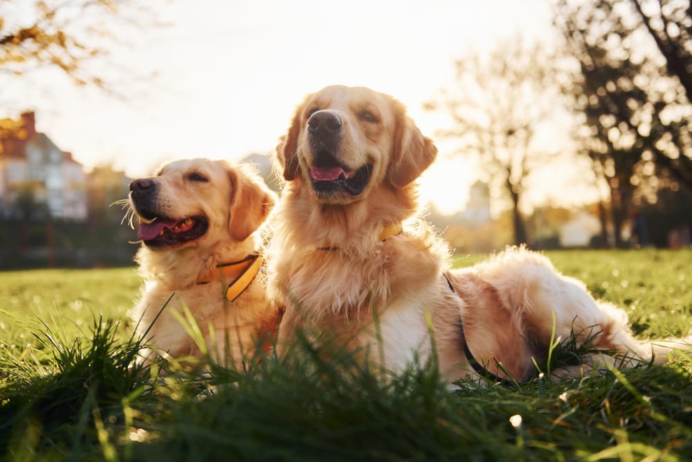 Two golden retrievers resting together in a grassy yard in the evening light