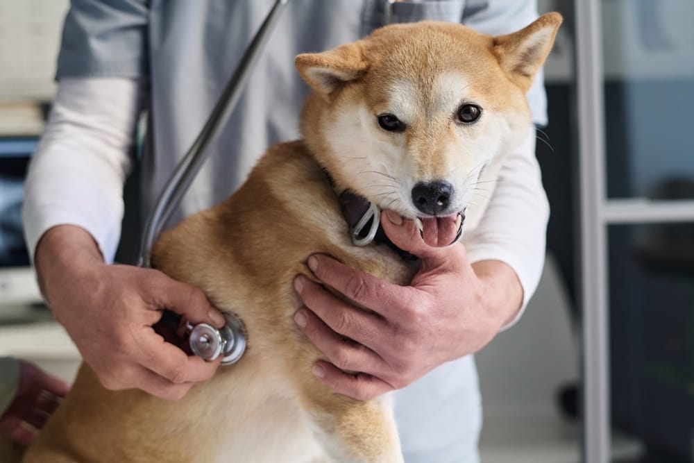 Dog wellness exam, South Haven MI veterinarian Veterinarian listening to Shiba Inu's heart during a wellness exam in South Haven, MI