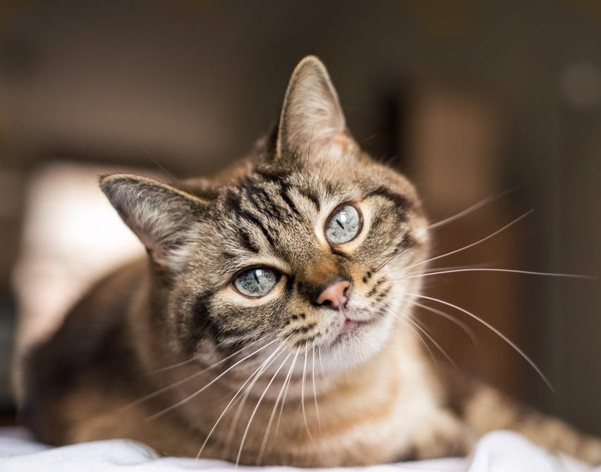 Close up of a gray tabby cat with bright green eyes looking at the camera