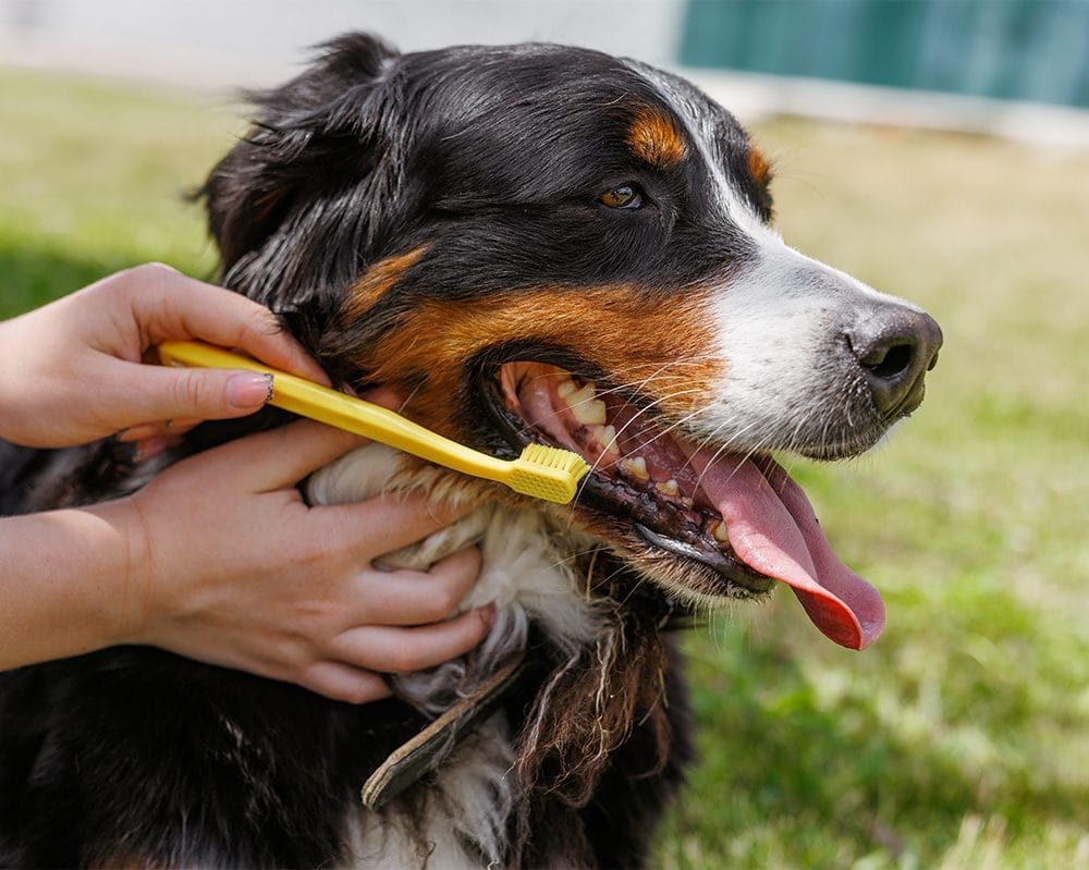 Owner brushing Bernese Mountain Dog's teeth outdoors, part of pet dental care in South Haven, MI